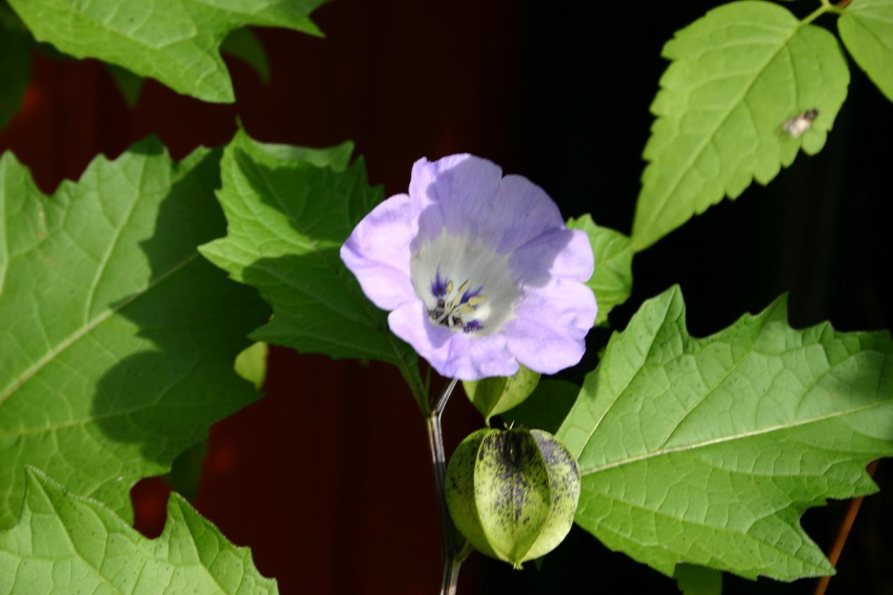 Koigarden Bed & Breakfast Ostvik Dış mekan fotoğraf